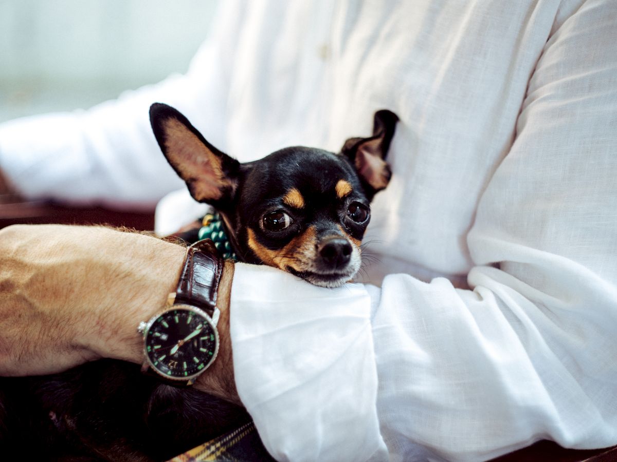 A small dog with alert ears rests in the arms of a person wearing a white shirt and a wristwatch, creating a cozy and affectionate scene.