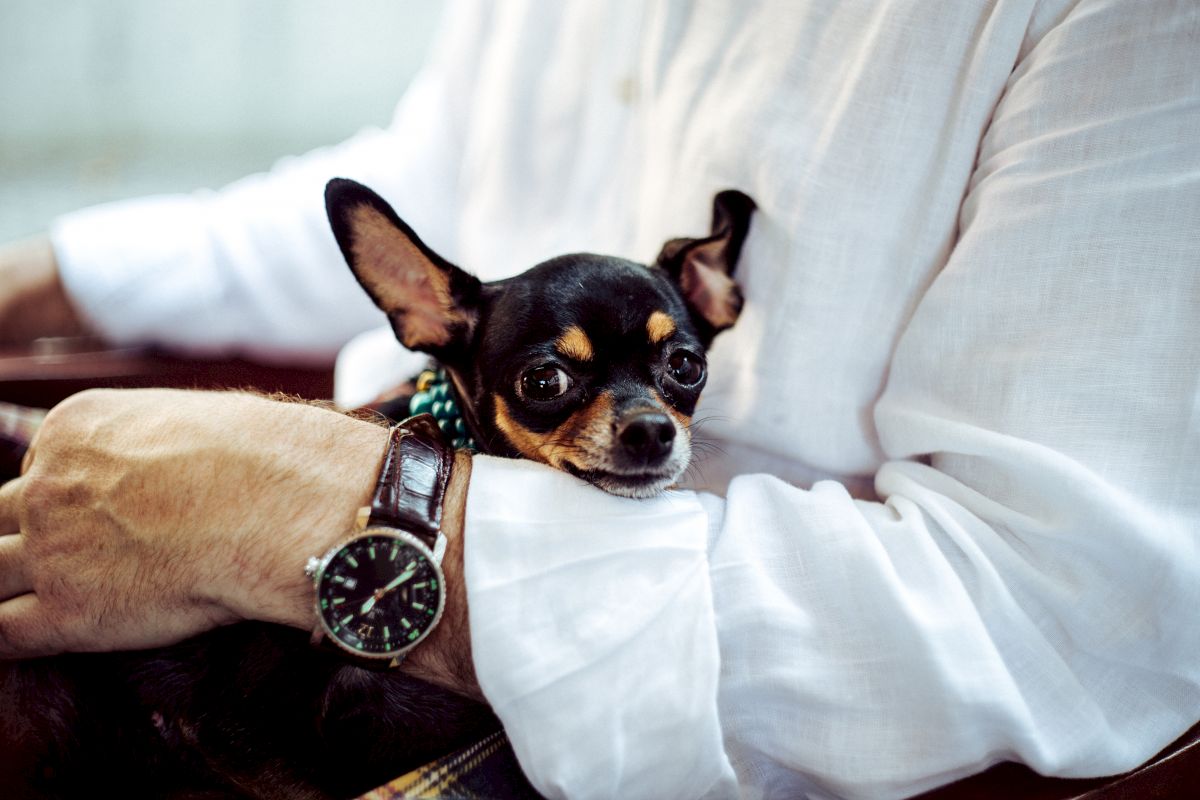 A small dog is resting on a person's lap. The person is wearing a white shirt and a wristwatch. The dog appears calm and content.