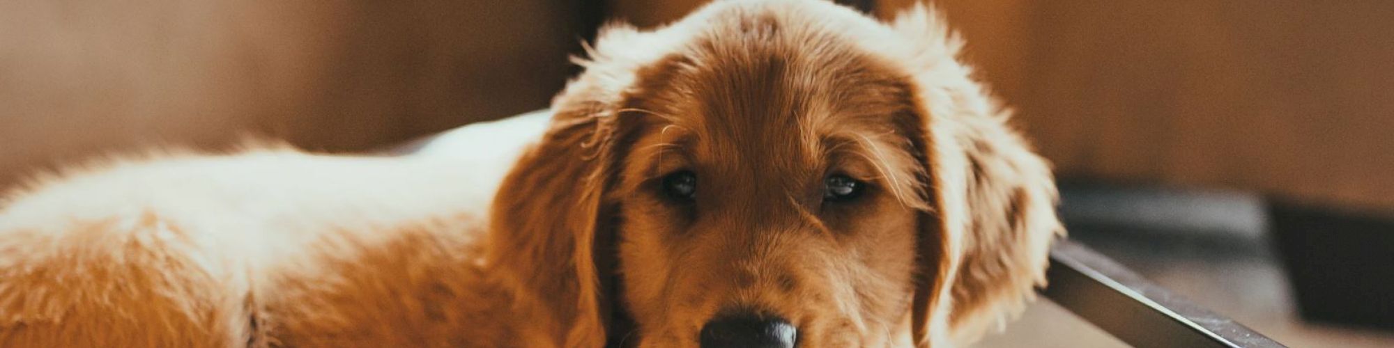 A young, adorable golden retriever puppy is lying down, looking directly at the camera with a calm expression.