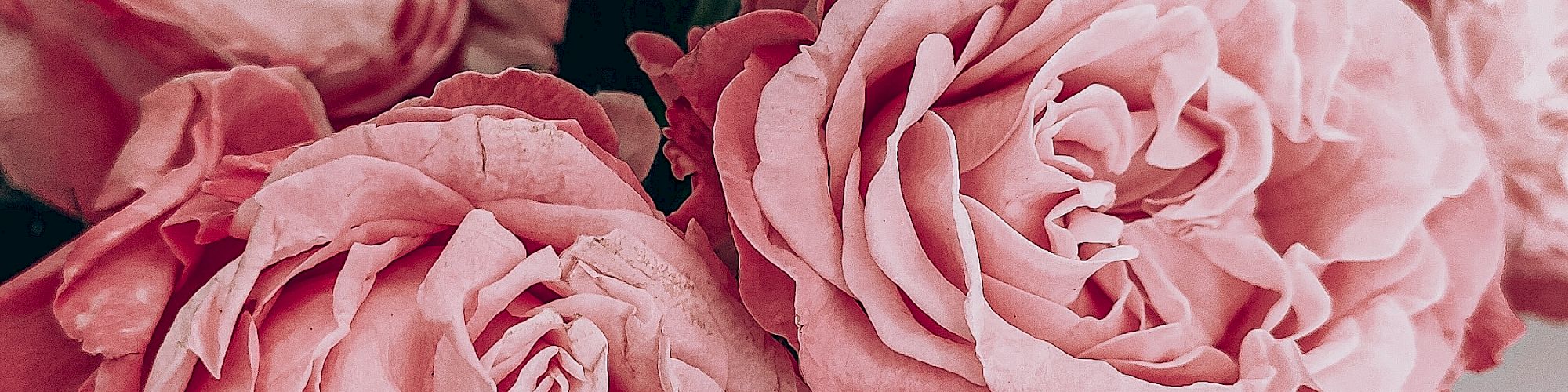 A bouquet of pink roses with lush green leaves against a light background.