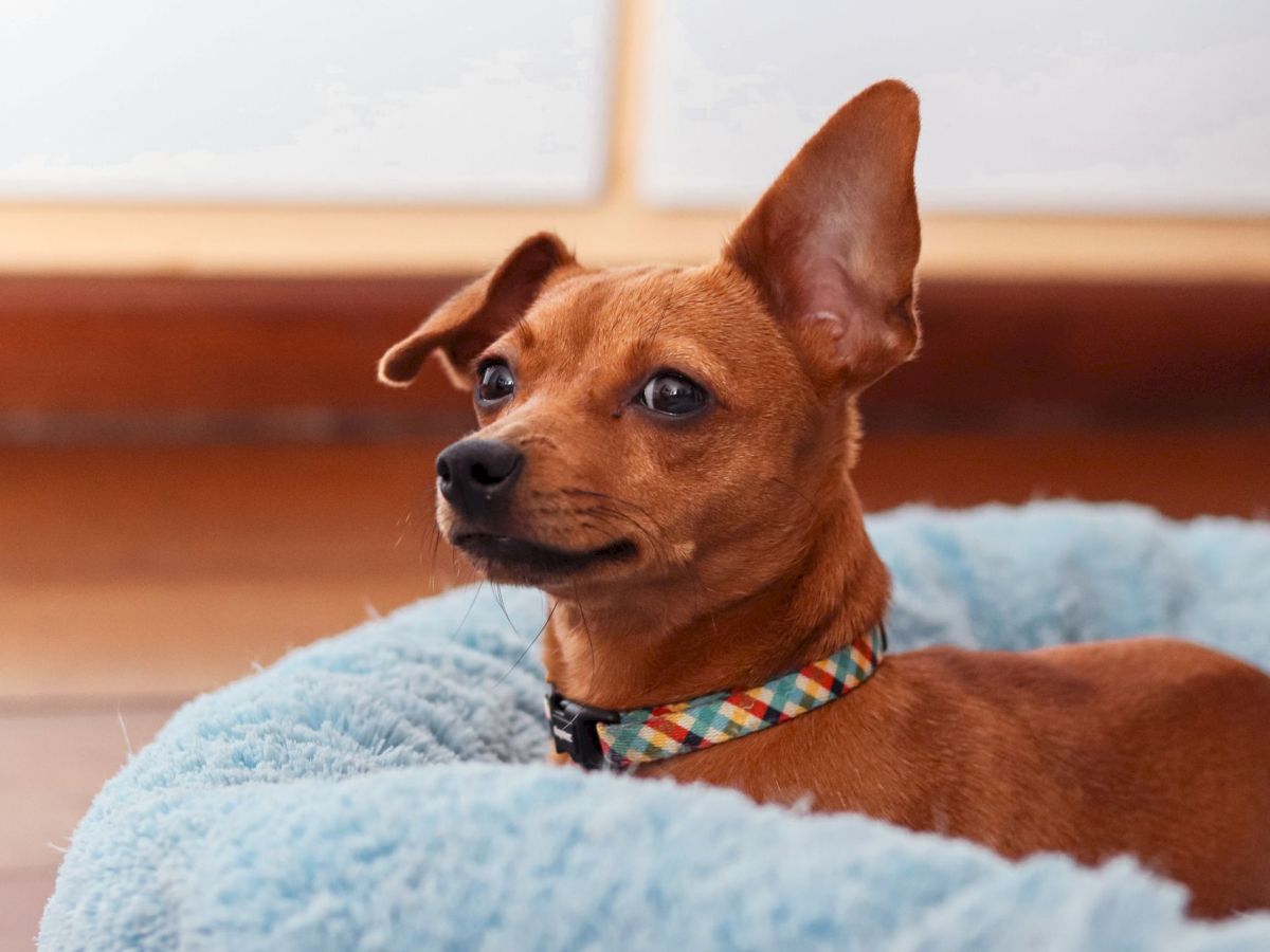 A small brown dog with big ears lounges on a couch on a blue blanket, wearing a colorful plaid collar.