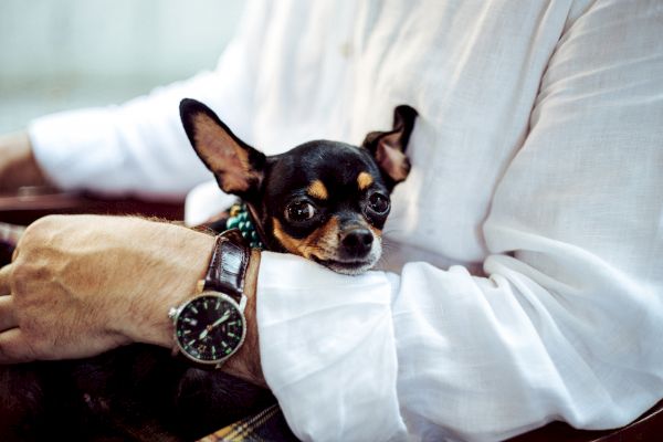 A person wearing a white shirt and a wristwatch holds a small black and tan dog in their arms, providing a cozy embrace.